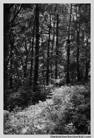 heavy forest