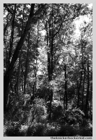 heavy forest area