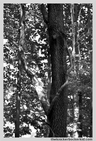 tree trunk and branches