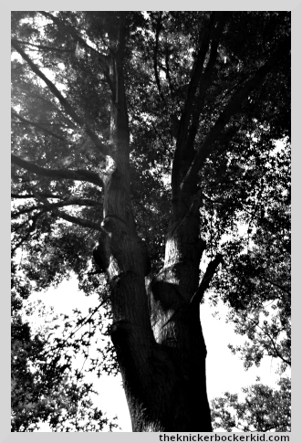 looking up tree