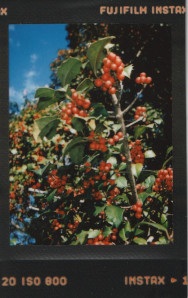 holly leaves and berries