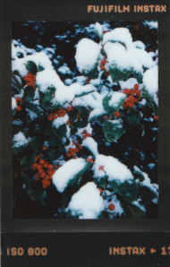 holly berries and leaves with snow