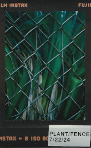 dark long leaf plant behind chain link fence