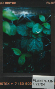 dark green plant leaves with rain drops